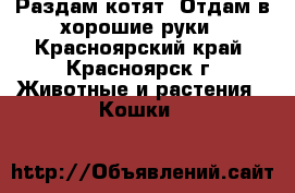 Раздам котят. Отдам в хорошие руки - Красноярский край, Красноярск г. Животные и растения » Кошки   